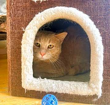 Photo of Biscuit