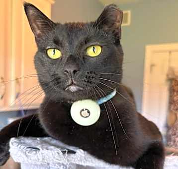 Photo of Chester