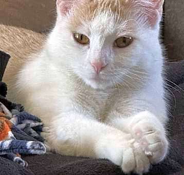 Photo of Bella