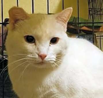 Photo of Angel