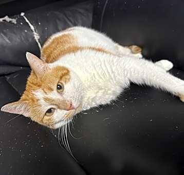 Photo of Peaches
