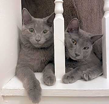 Photo of Mira & Cole