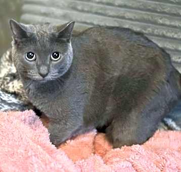 Photo of Scar