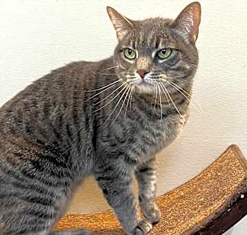 Photo of Mira