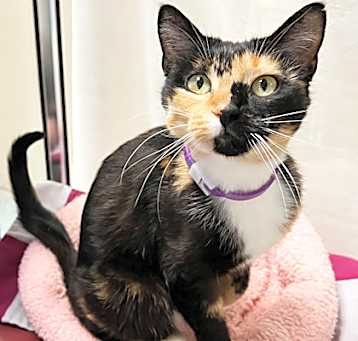 Photo of Cookie