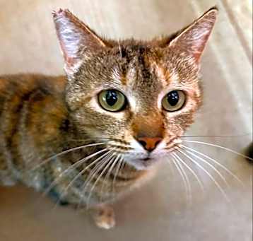 Photo of Lark