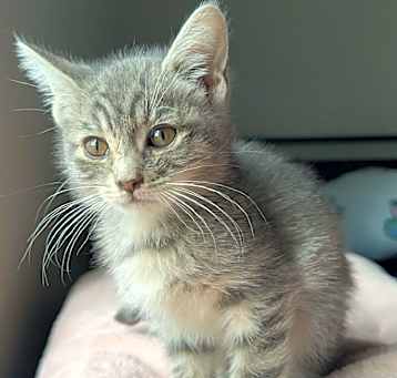 Photo of Marigold