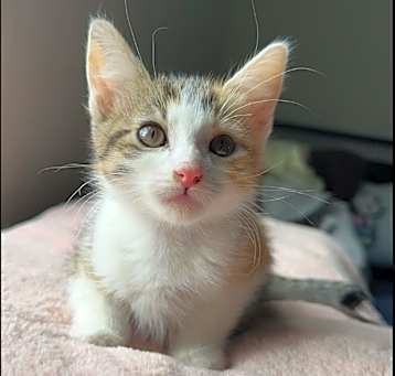 Photo of Rosa