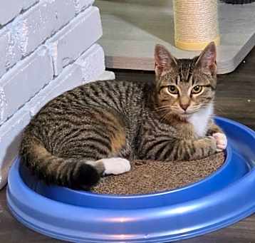 Photo of Hattie