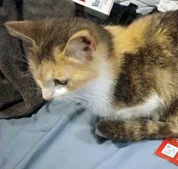 Photo of Bella Calico Cali GIRL!