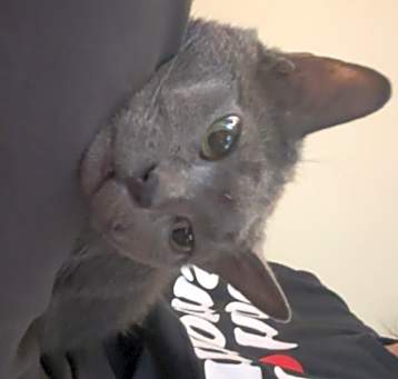 Photo of Kitkat