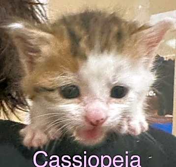 Photo of CASSIOPEIA Kitten (f)