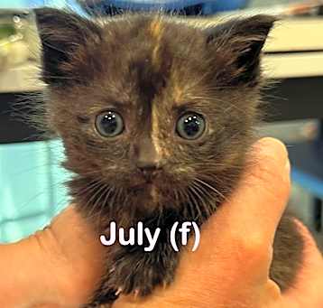 Photo of JULY Kitten (f)