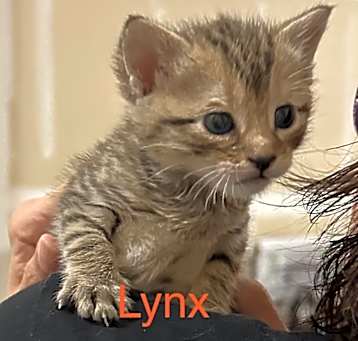 Photo of LYNX Kitten (m)