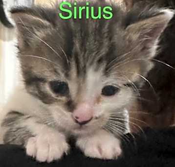 Photo of SIRIUS Kitten (m)