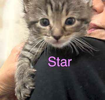 Photo of STAR Kitten (f)