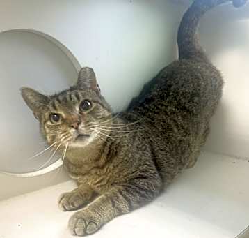 Photo of Tigger ~ Indoor/Outdoor
