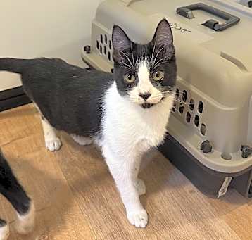 Photo of Pip