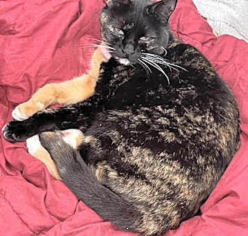Photo of Sophia