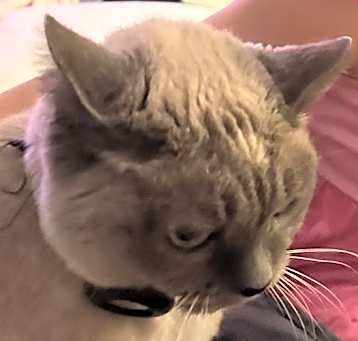 Photo of Angel