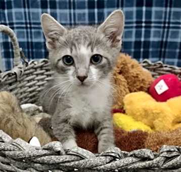 Photo of Meowcaroni