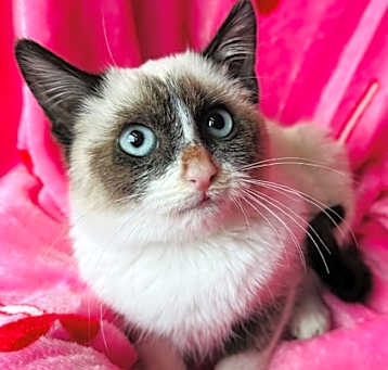 Photo of Carina