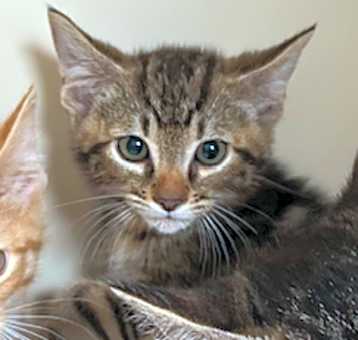 Photo of Nickel