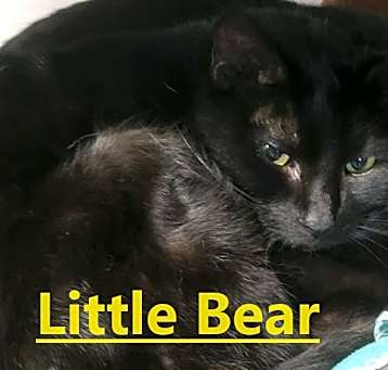 Photo of Little Bear (Blake)