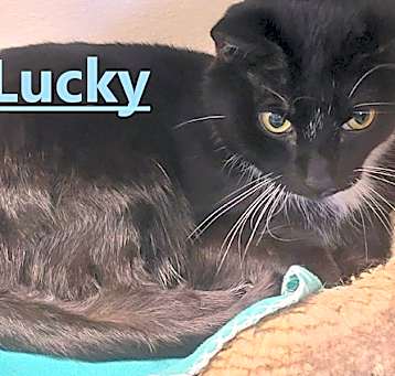 Photo of Lucky
