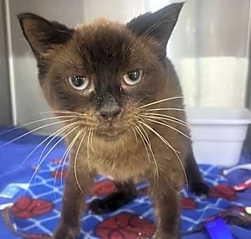 Photo of Cinnamon