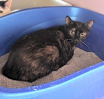 Photo of Diamond