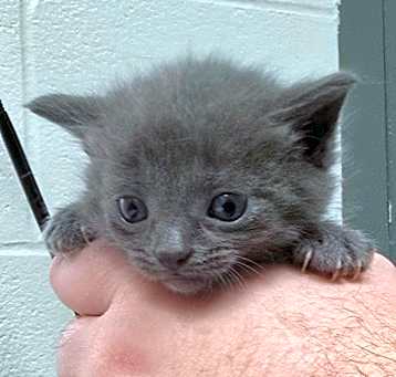 Photo of Silver