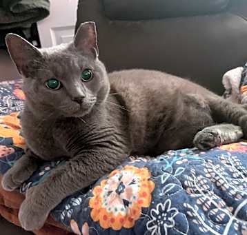 Photo of Dolly