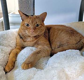Photo of Starfire