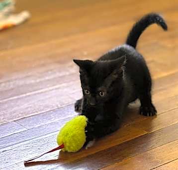 Photo of Taco