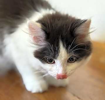 Photo of Kefir