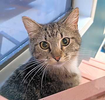 Photo of Missy