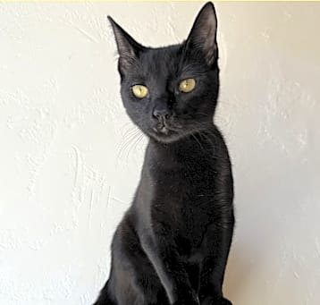 Photo of Sir Catrick Stewart
