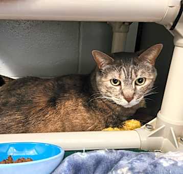 Photo of Kitty Ottoman