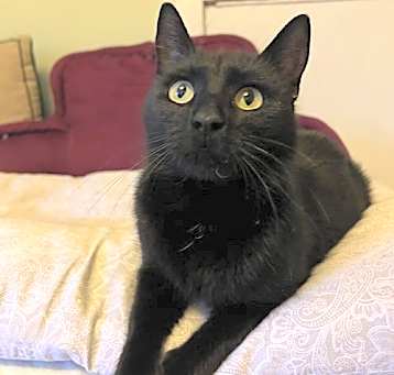 Photo of Sootica