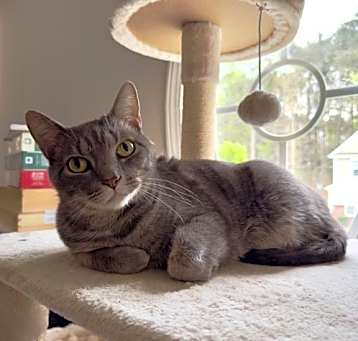Photo of ELBERT