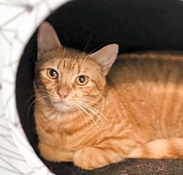 Photo of Boris