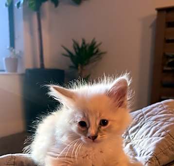 Photo of Kitty’s