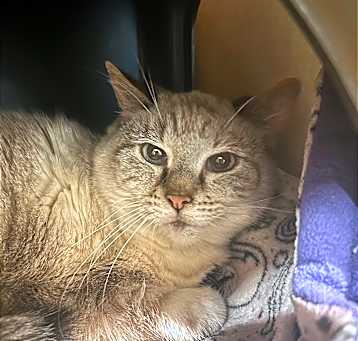 Photo of Moonshadow
