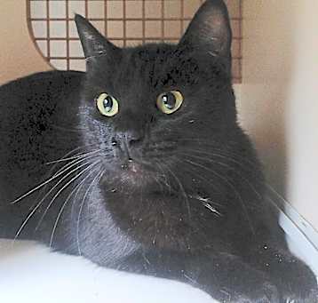 Photo of Bramble