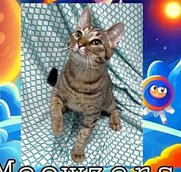 Photo of Meowzers