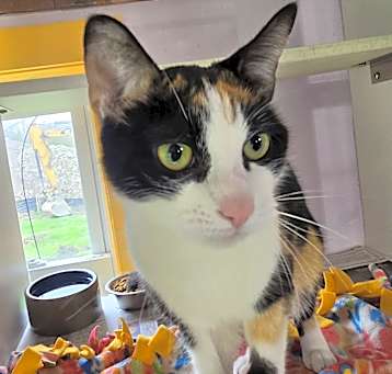 Photo of Simi