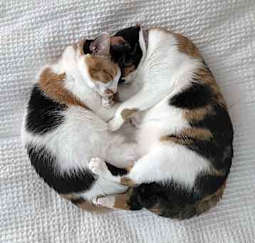 Photo of Callie & Zoe