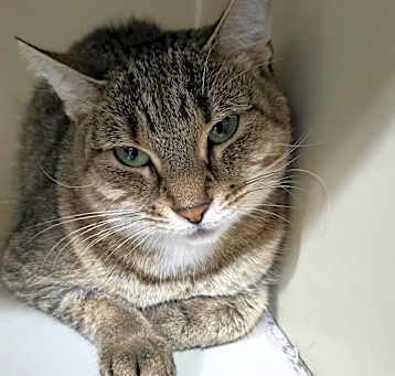 Photo of Fern