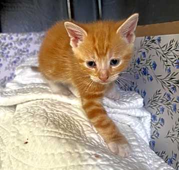 Photo of Sapphire